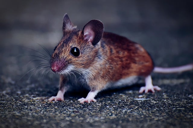 How To Keep Mice Out Of Your Shed, Garage Or Barn This Fall & Winter!